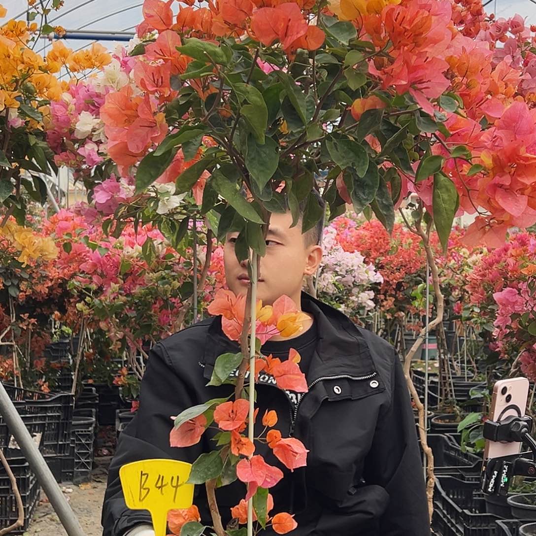 菜***大部分花苞少量开放B44阿达纳