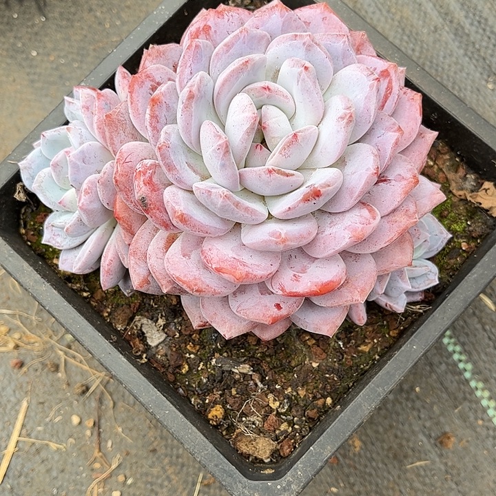 多肉植物一物一拍