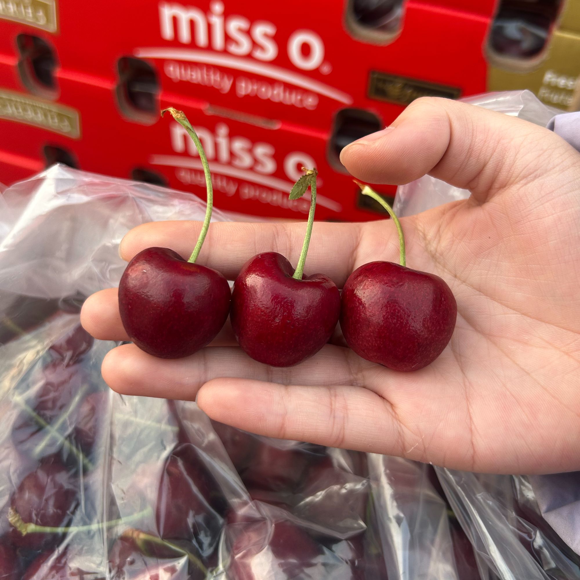 【Labins】misso拉宾斯 海运车厘子 硬脆甜 2JD原箱5斤