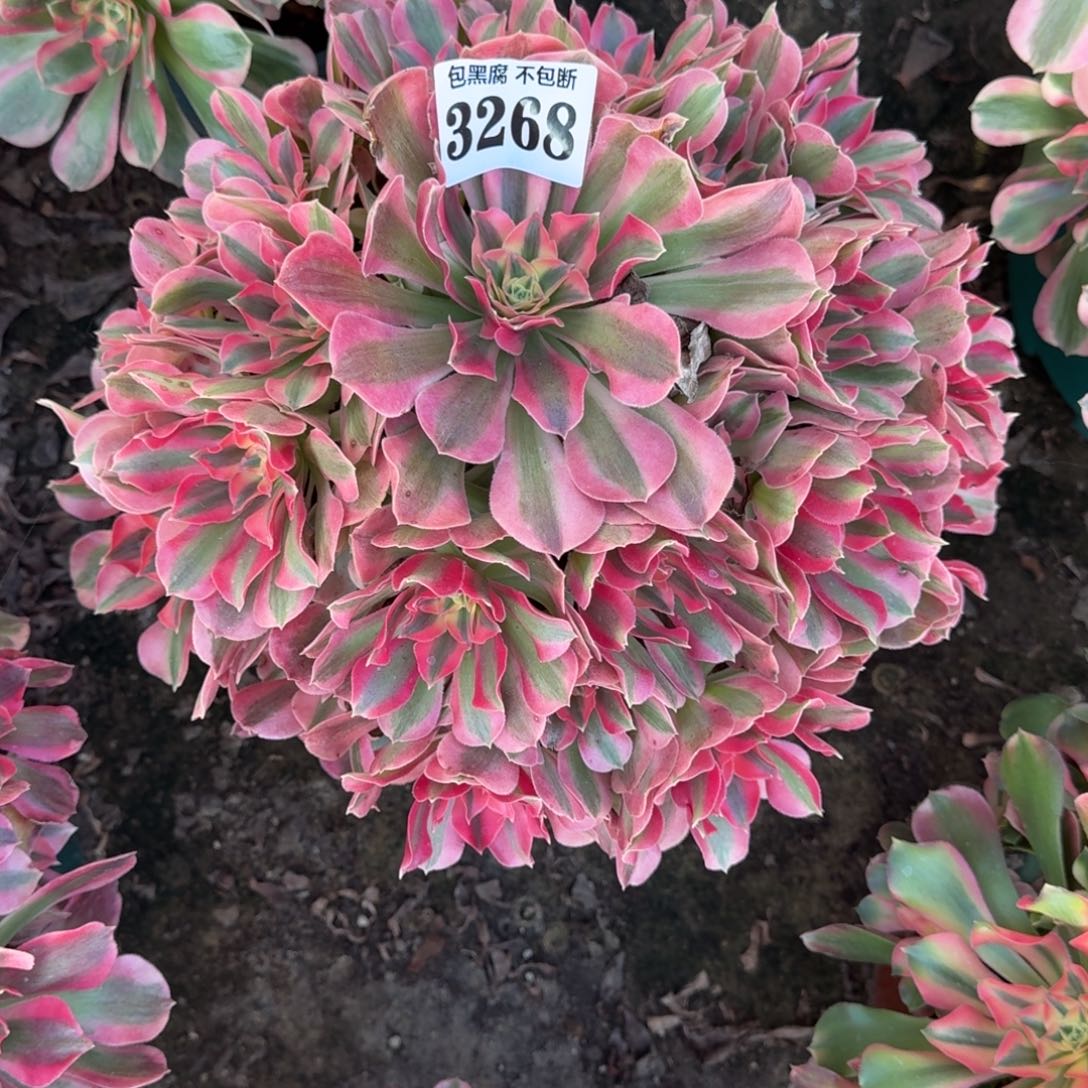 法师女郎18-10 3268