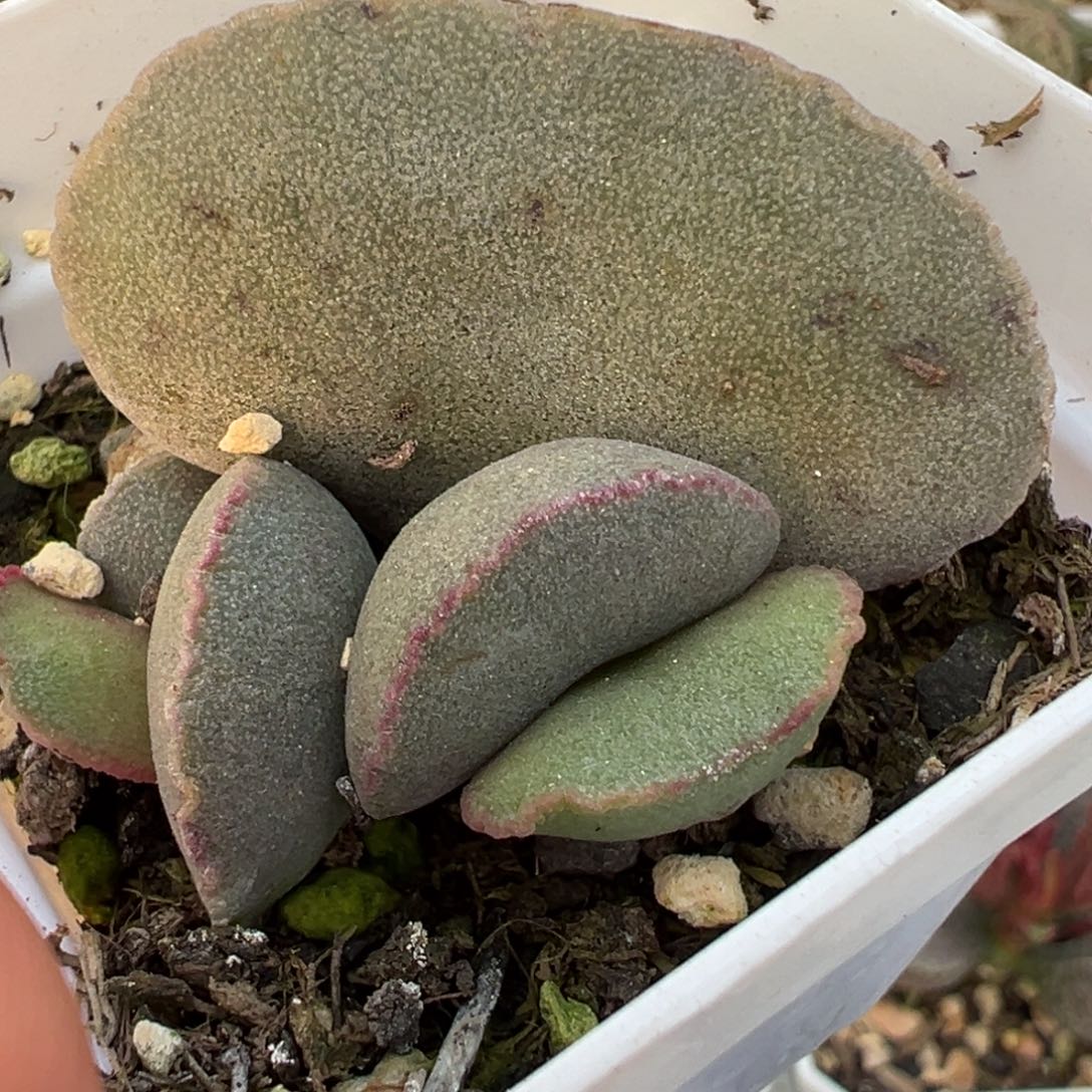 大叶型实生新品大苗多肉植物