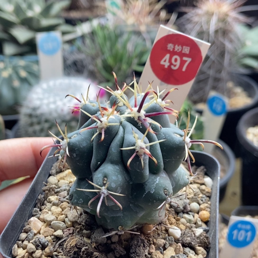 实生短豪刺庆松玉4.5cm