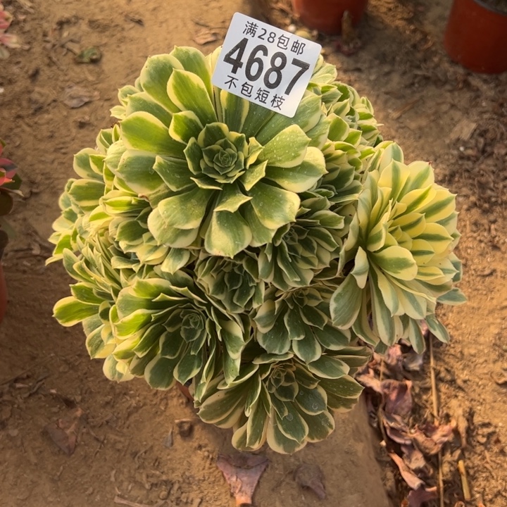 迈巴赫多肉植物法师4687