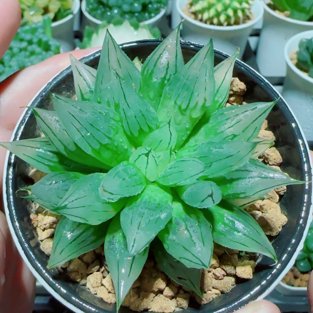 冰钻玉露多肉植物