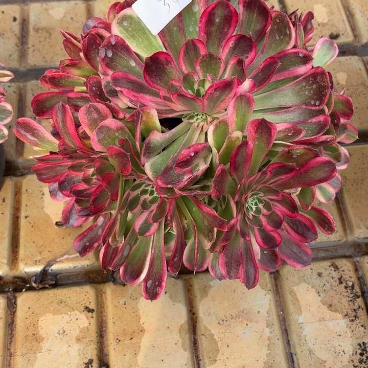 云南孔雀翎好看34号