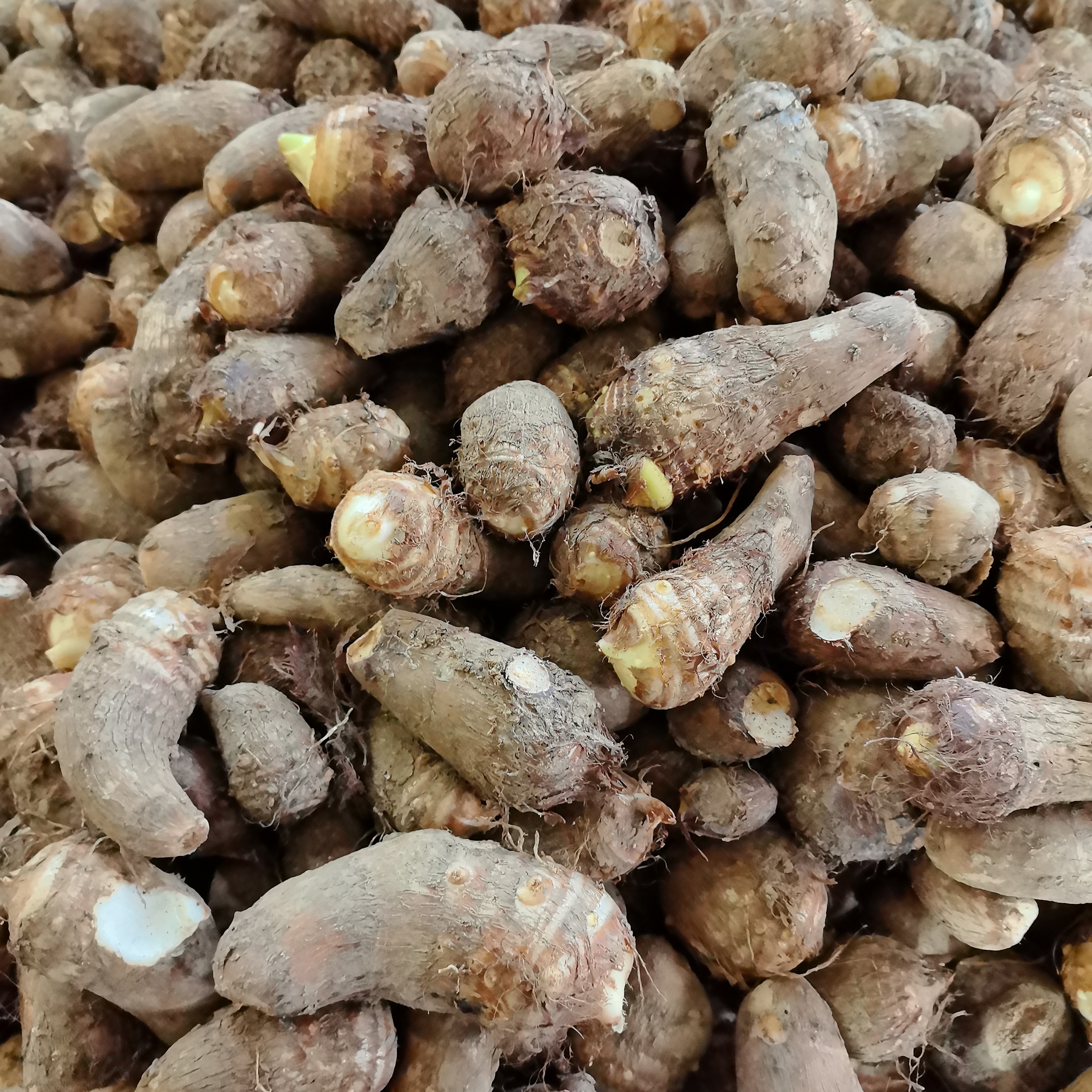 应城市江河村特产子芋头