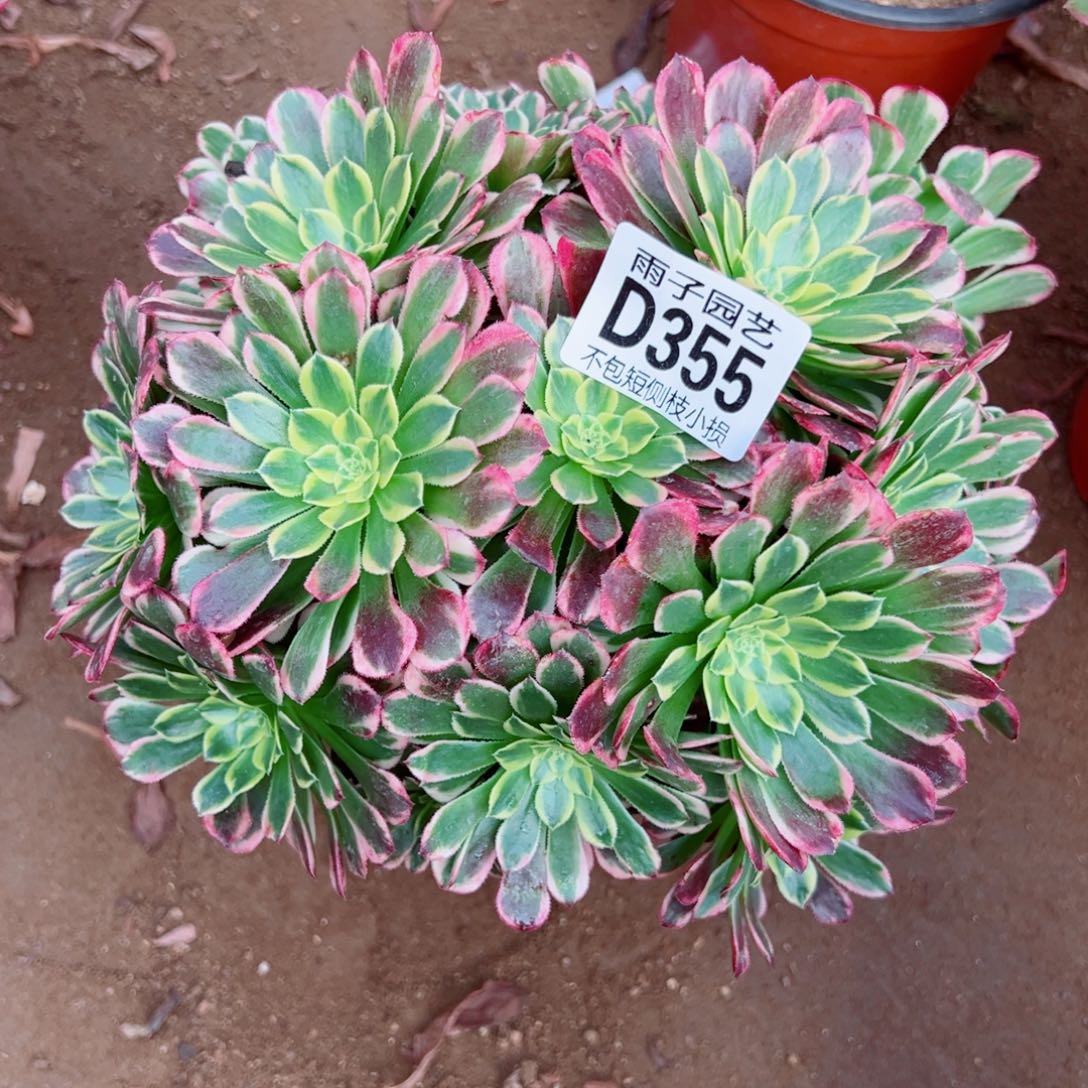 月***贝355朝霞雨子多肉植物