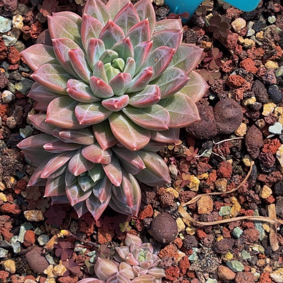 1752号上午多肉植物群生多肉