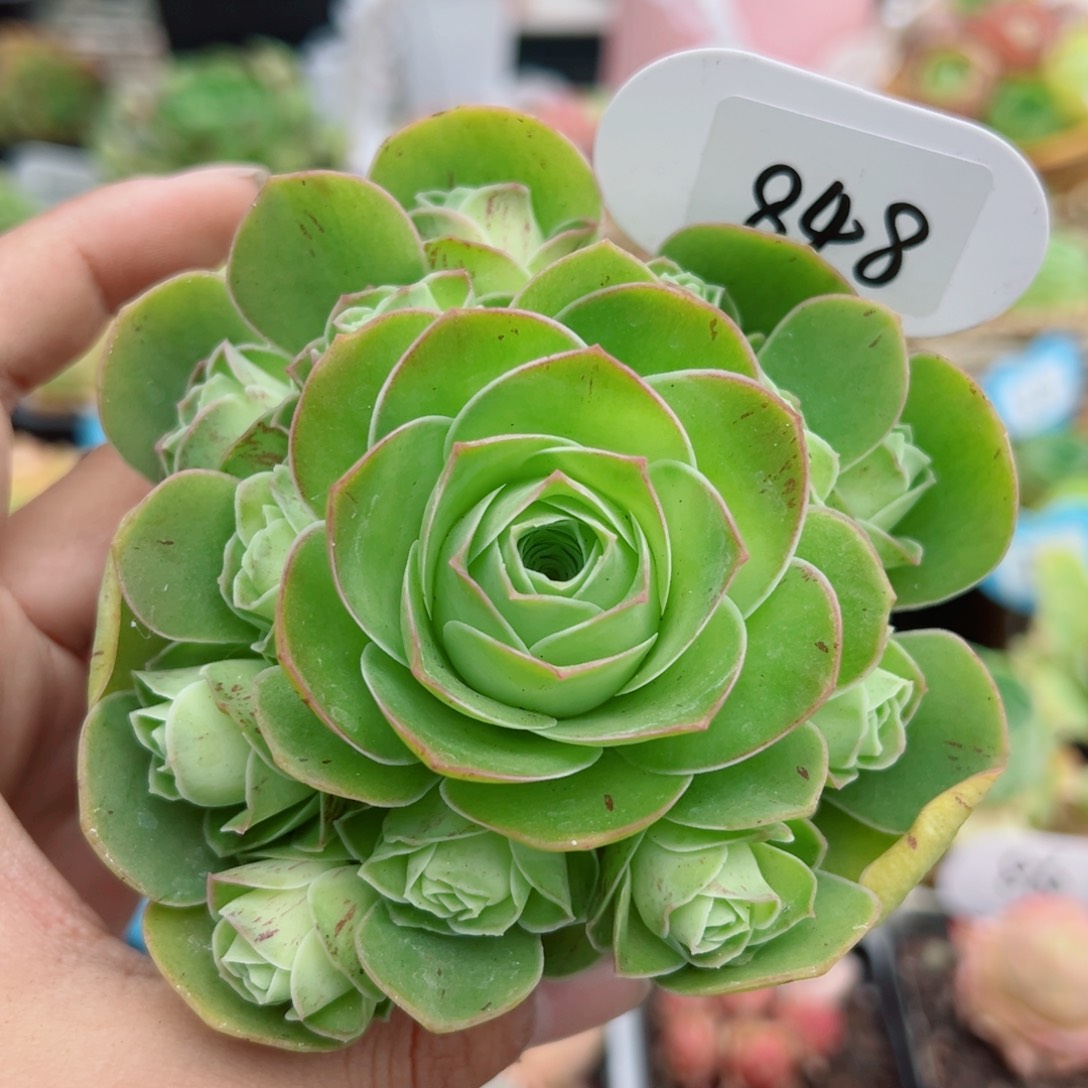 848姝帕手捧花。      