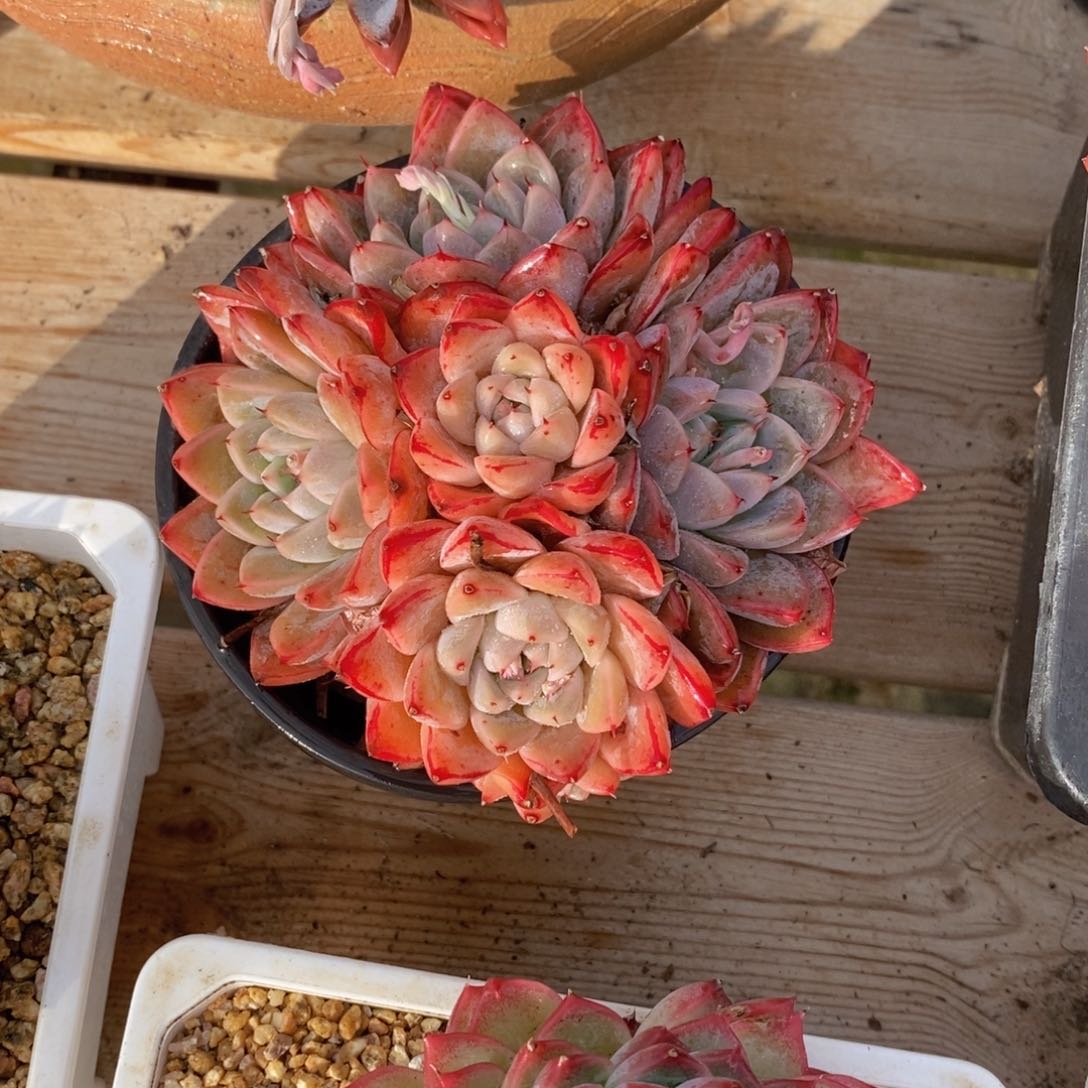 可问主播品种，下滑链接更多品种多肉选择