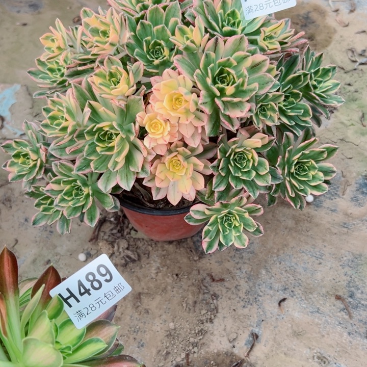 490甜茶多肉植物