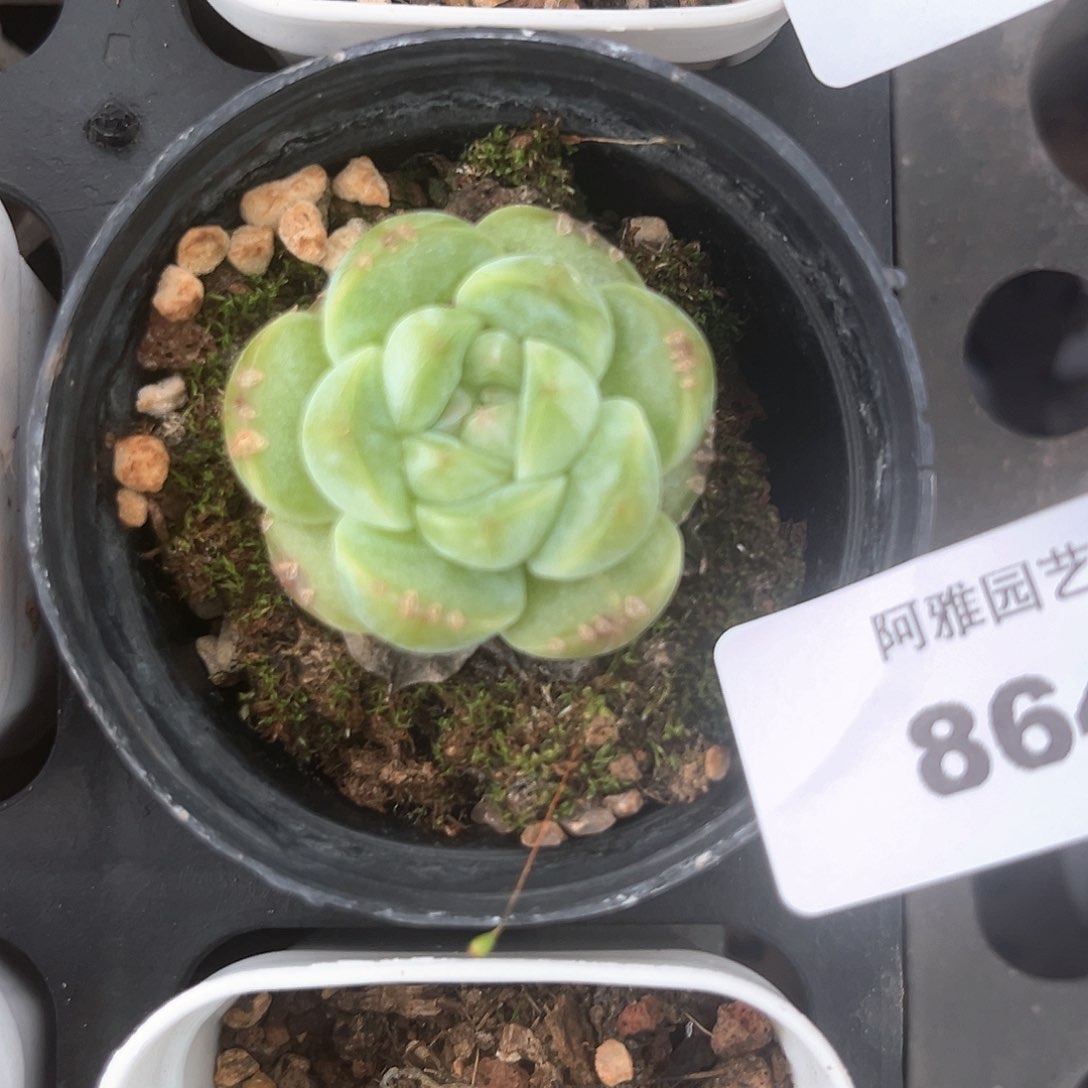 五***民阿雅园艺。      8646