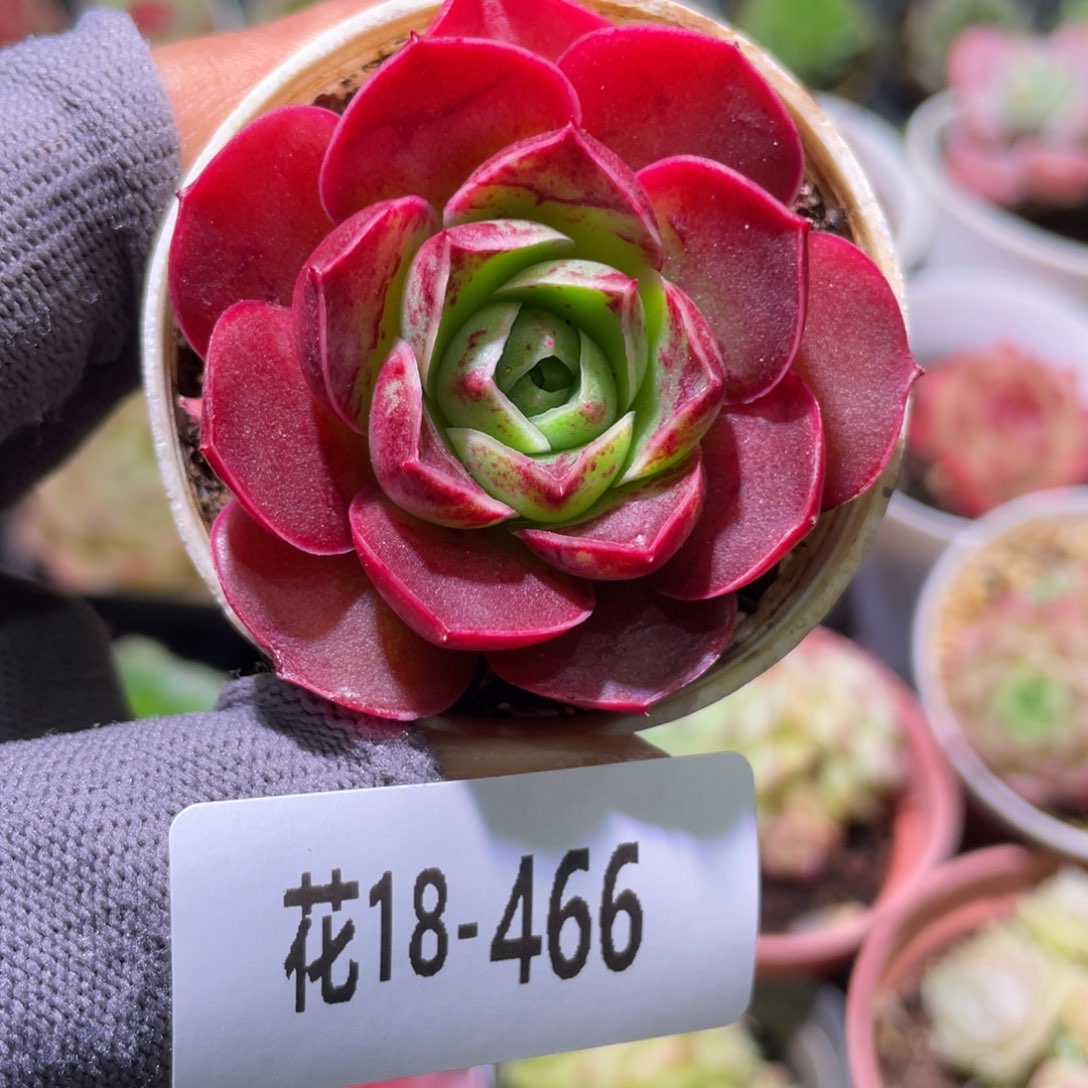 花利美18-466红玫瑰