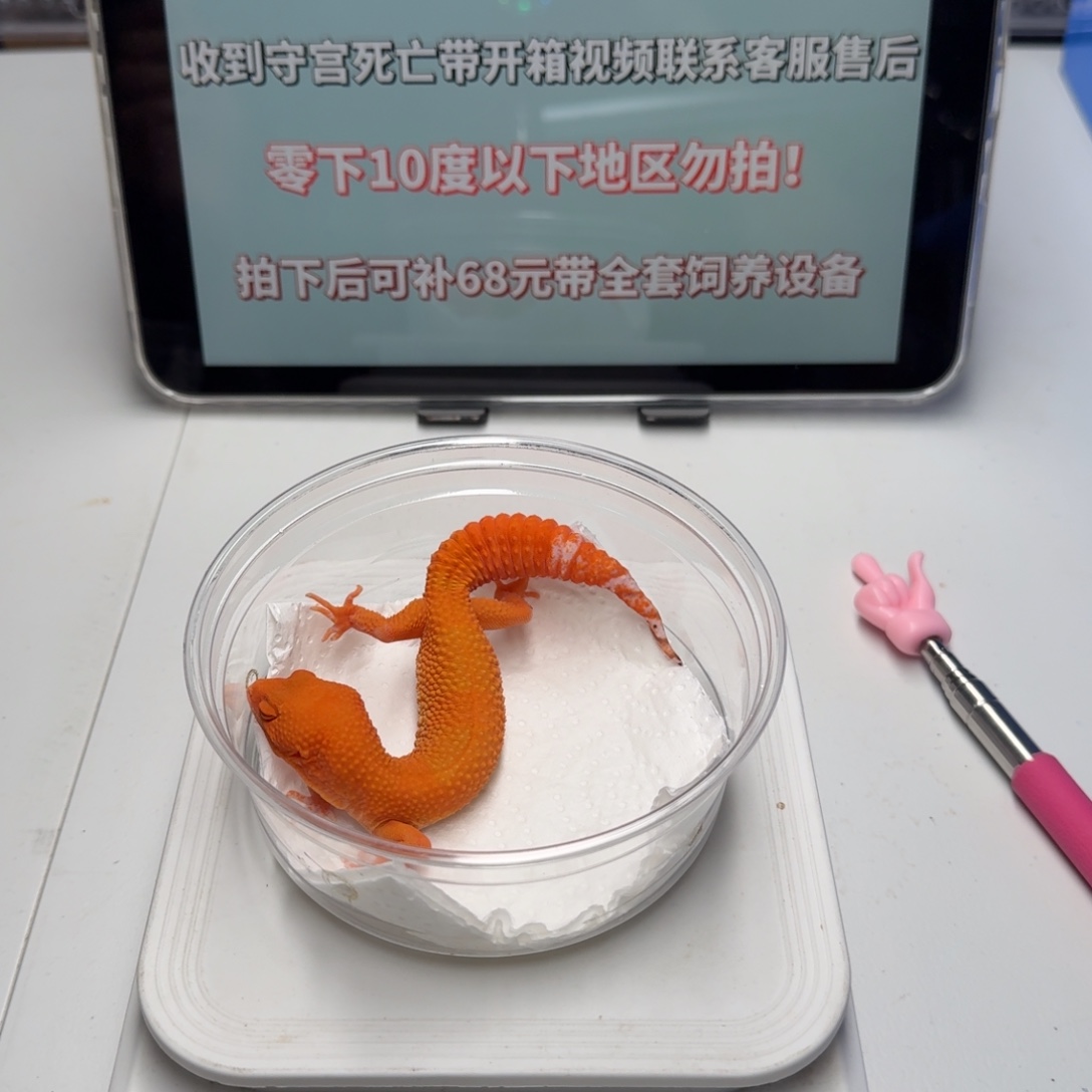 豹纹守宫血贝尔蜜桔妹妹