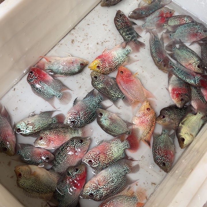 罗汉鱼19.9/////////：//