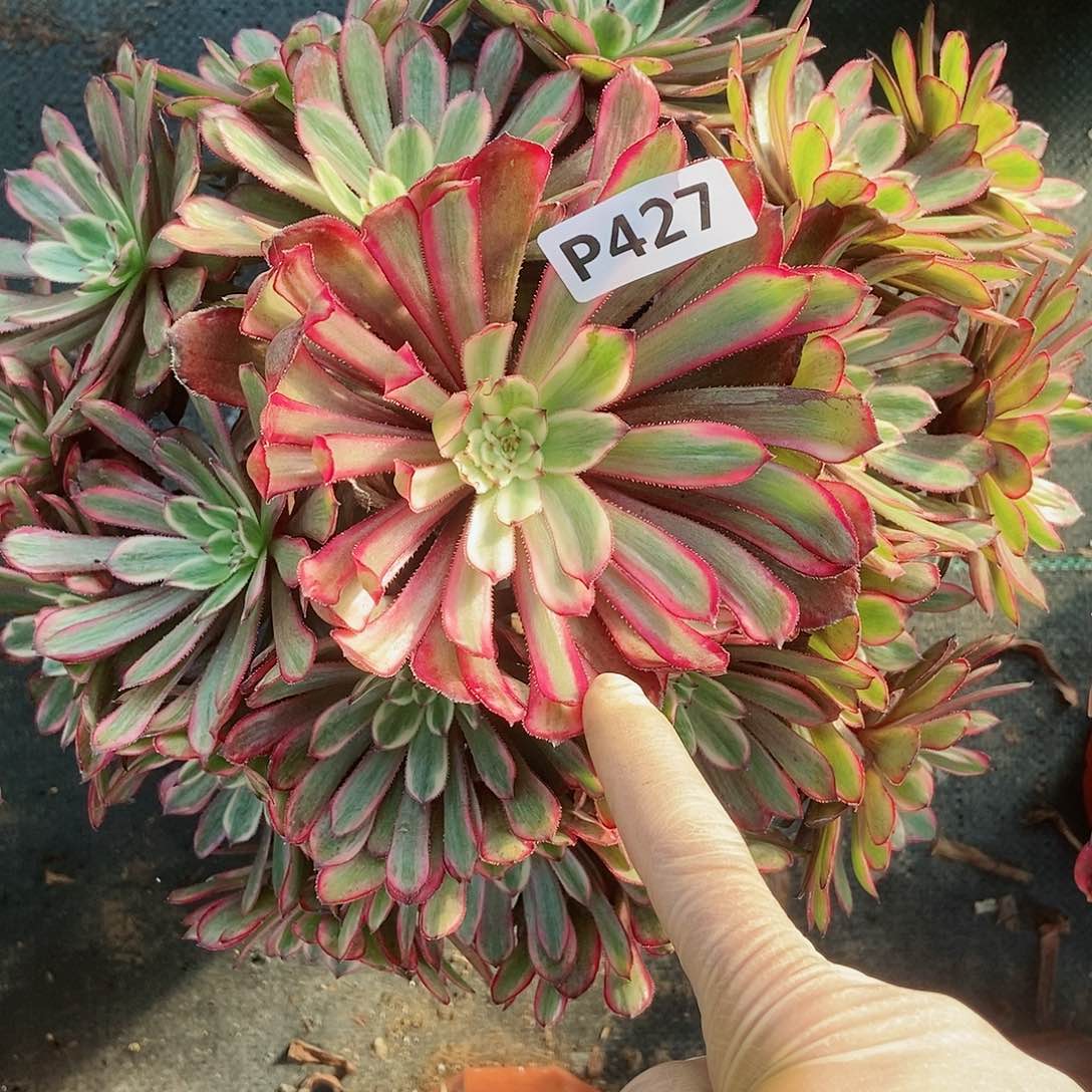 红陶427紫霞5多肉