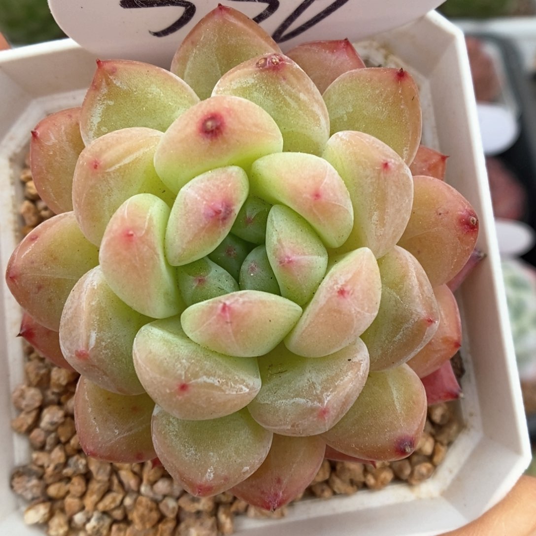 玄机可拍336号。  