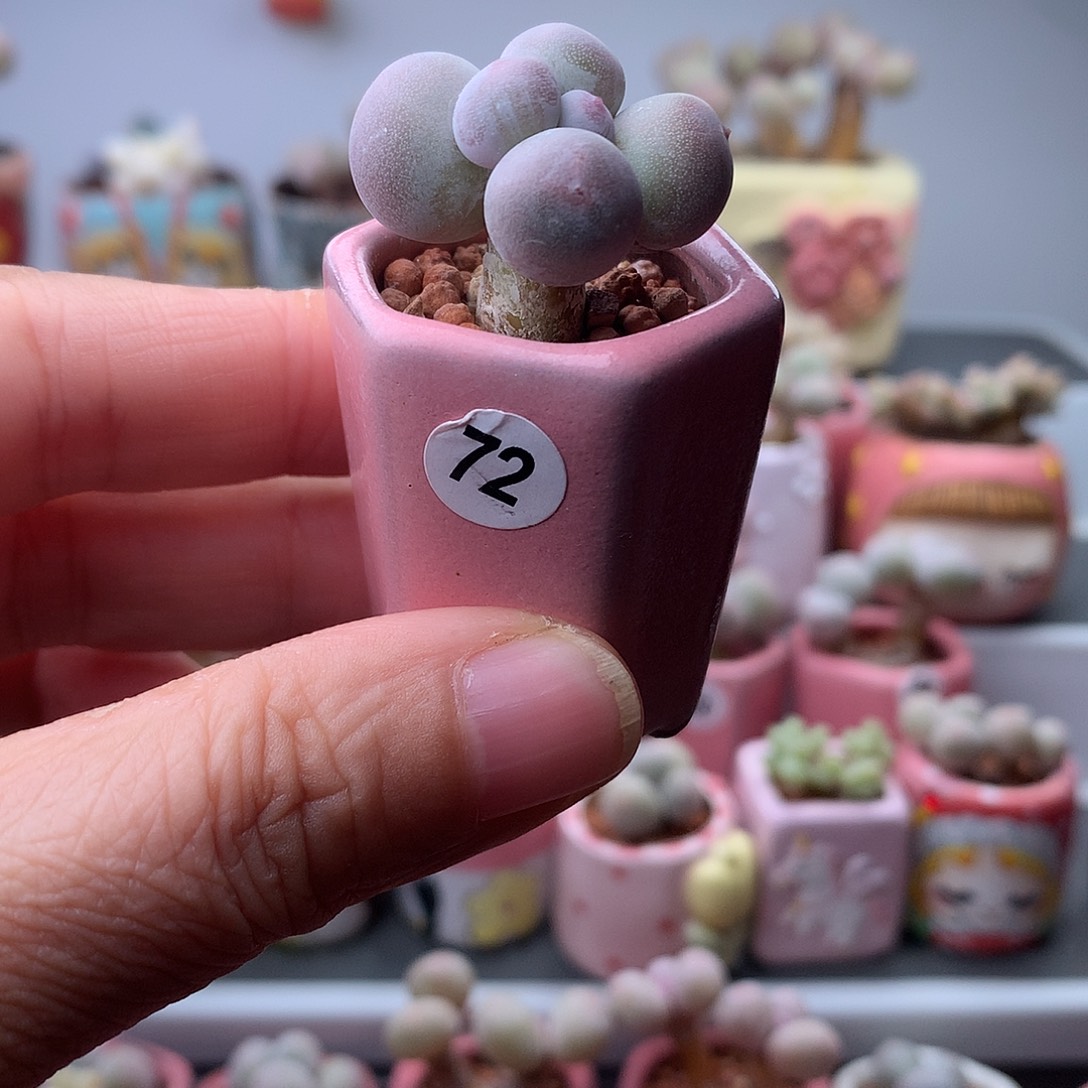 米可奶酪带盆发货