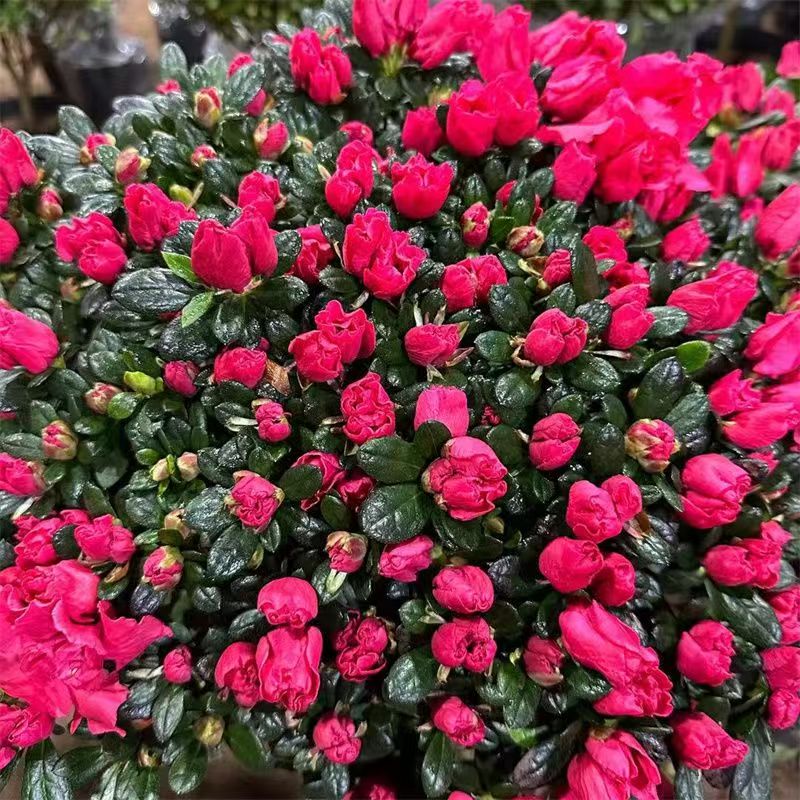 杜鹃花盆栽【带花苞]阳台办公室四季开花好养易活老桩耐热耐寒