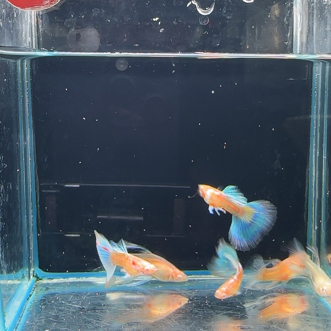 孔雀鱼蓝白绣球3对