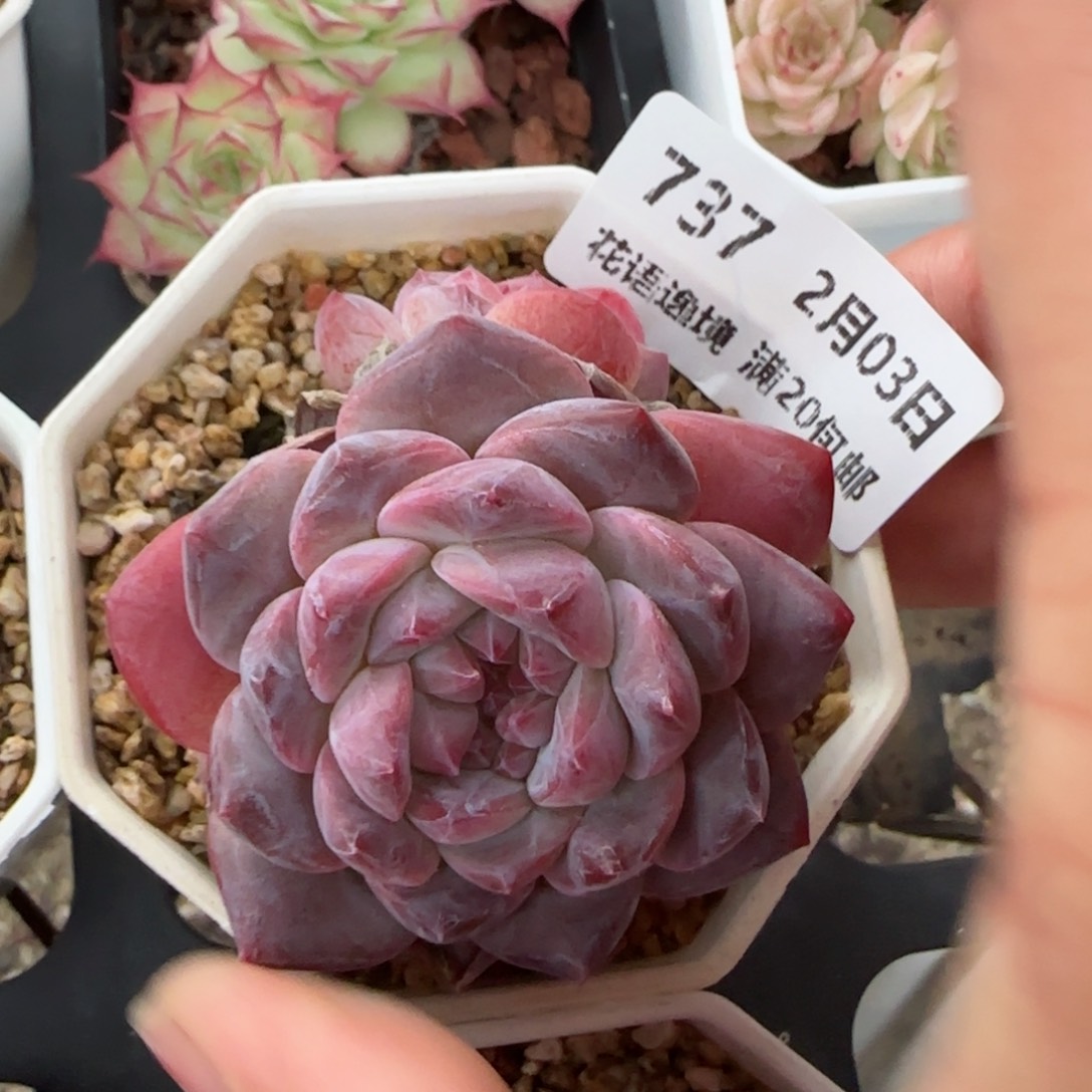 花语逸镜0203-737