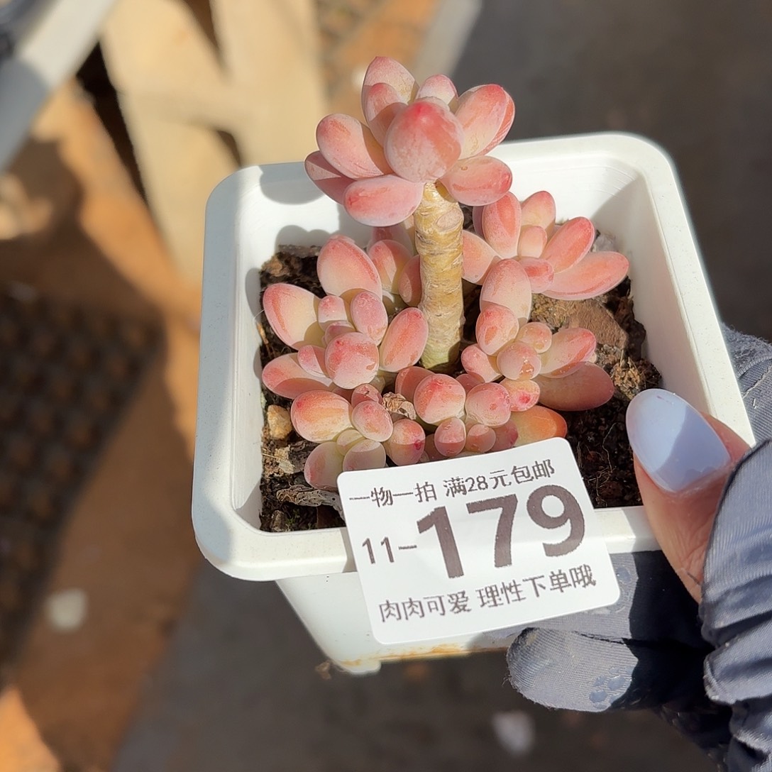 樱花奶无盆土发货无