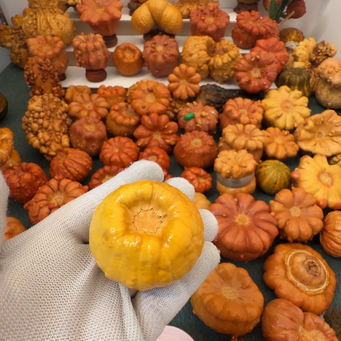 唐***糖墨西哥葫芦鸡油黄钱袋子