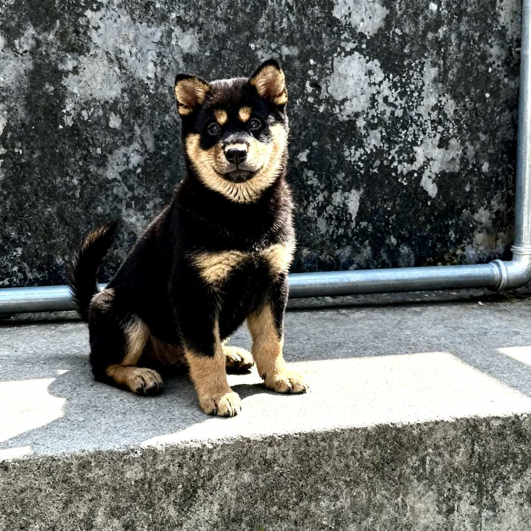 四眼铁包金好看看门狗小狗狗活泼中华田园犬广西土猎犬体可爱土狗