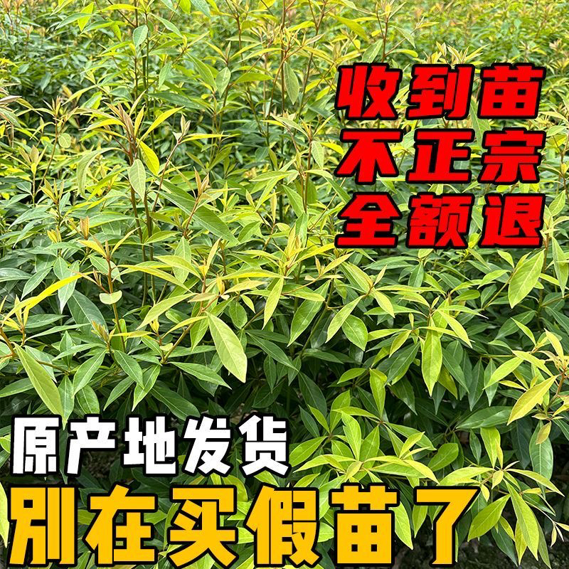 树苗小叶桢楠品种庭院绿植耐热耐寒盆栽运费补差