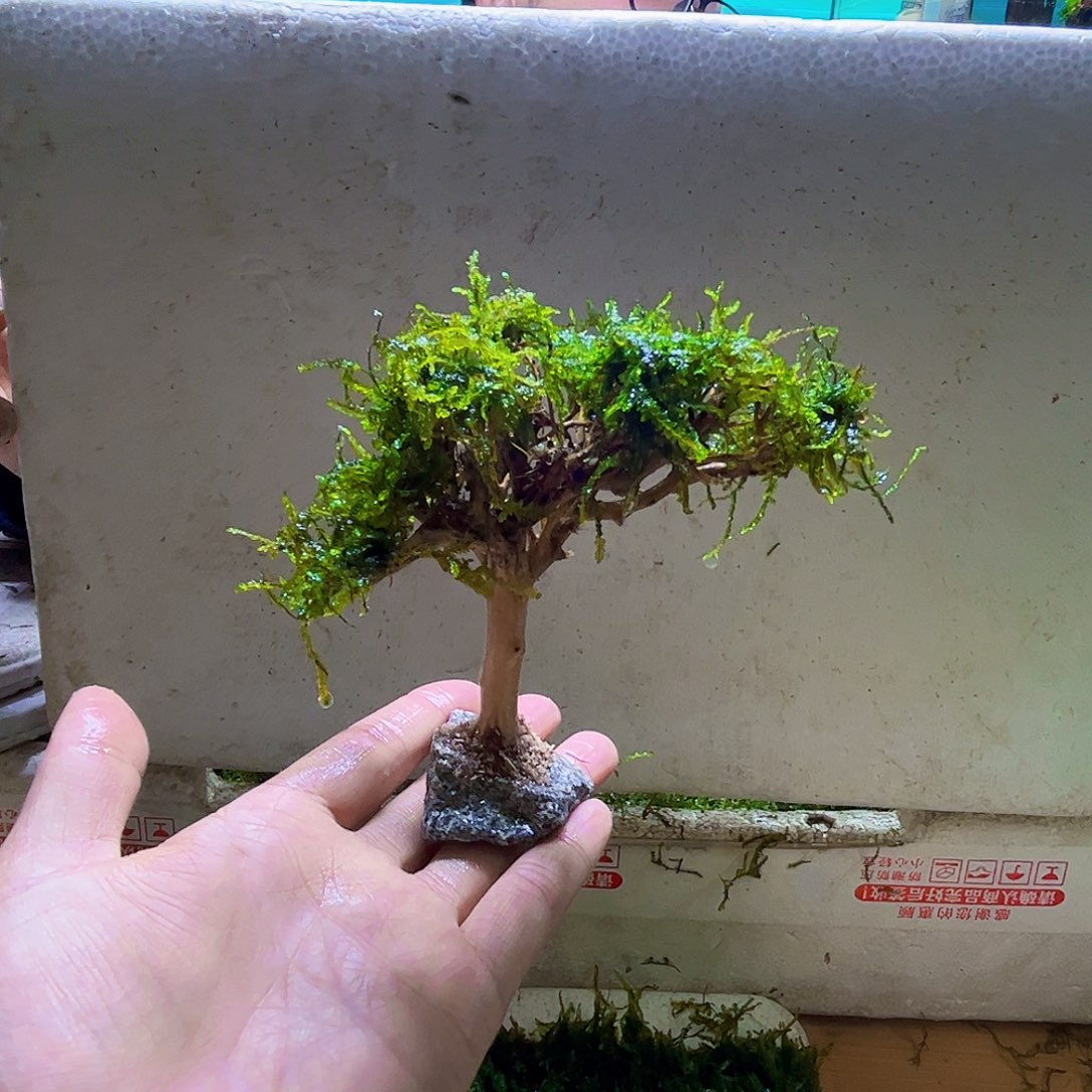 成品莫斯树带水草