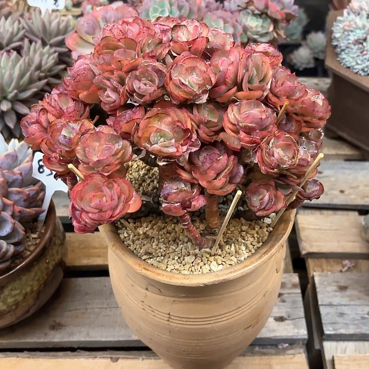 多肉植物，秀颜一颗