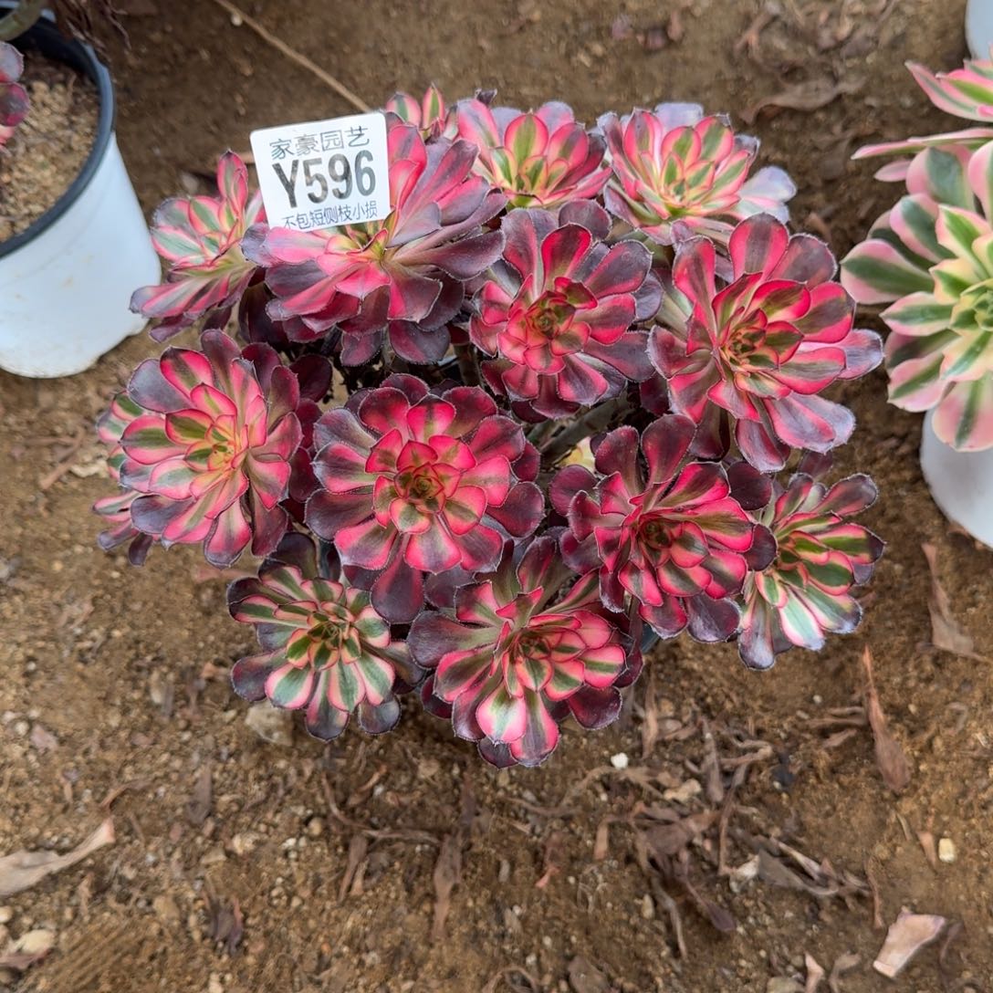 596香奈儿官服20左右2