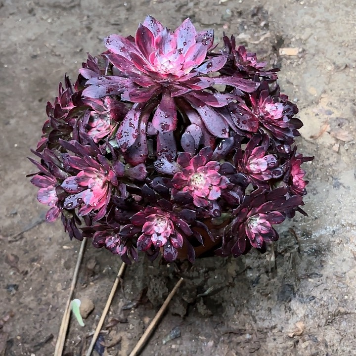 多肉植物法师烟花61