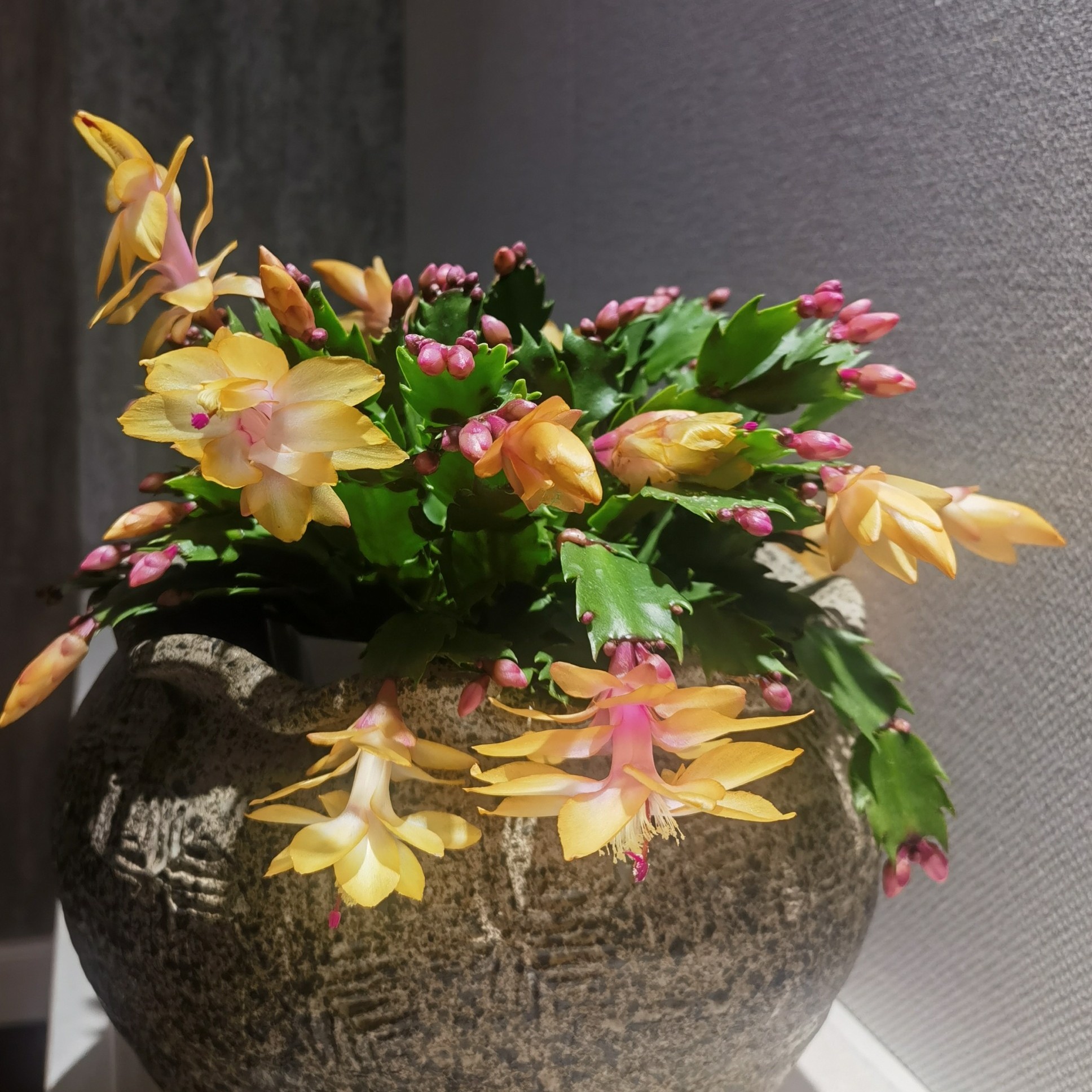 黄金蟹爪兰懒八盆栽四季品室内室外阳台养护种养护吸甲醛