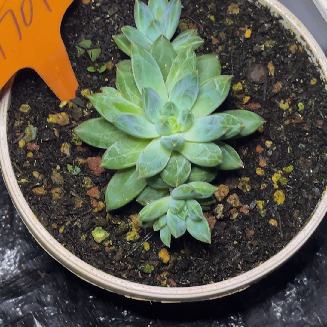 1701号晚上多肉植物群生