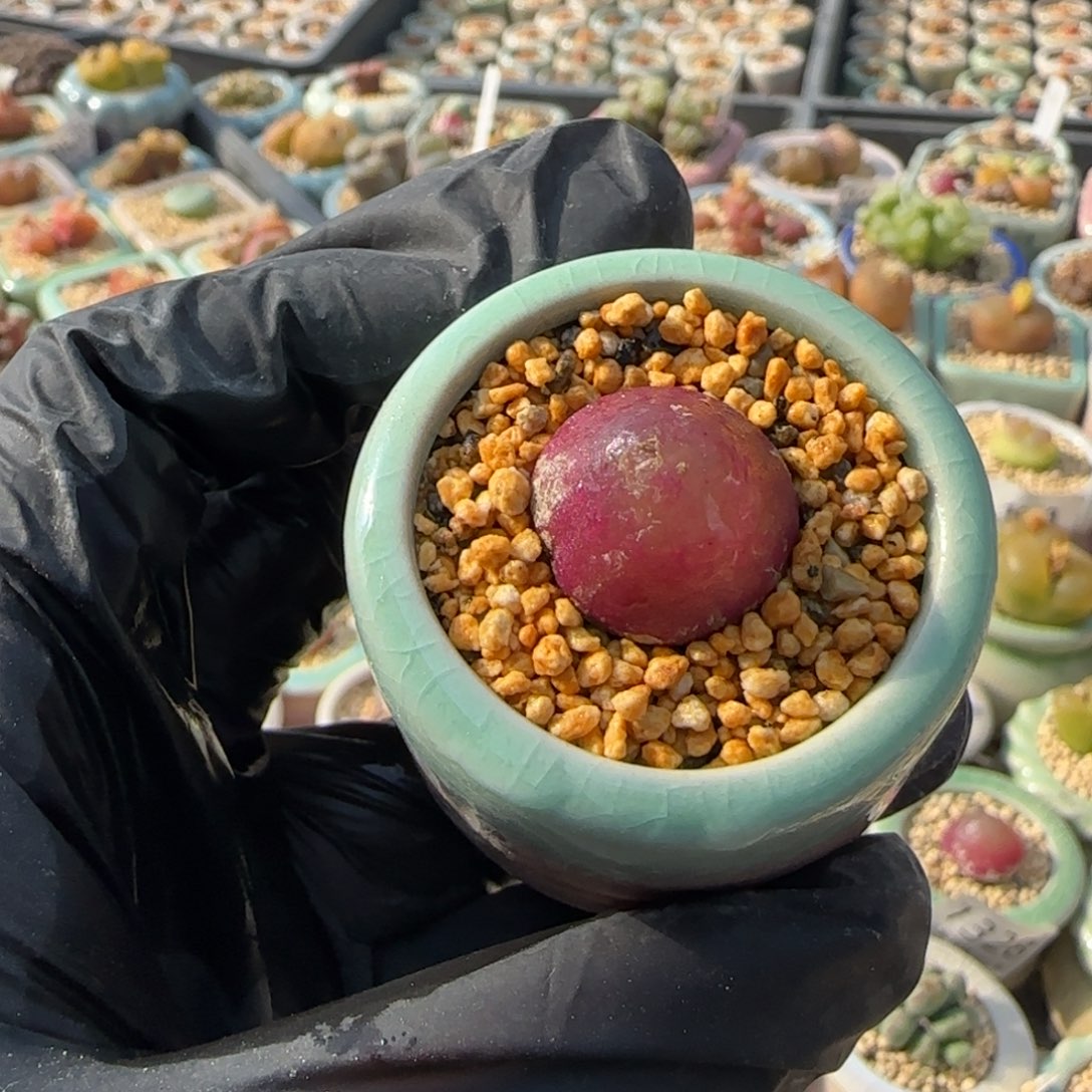 1432-一物一拍 带盆