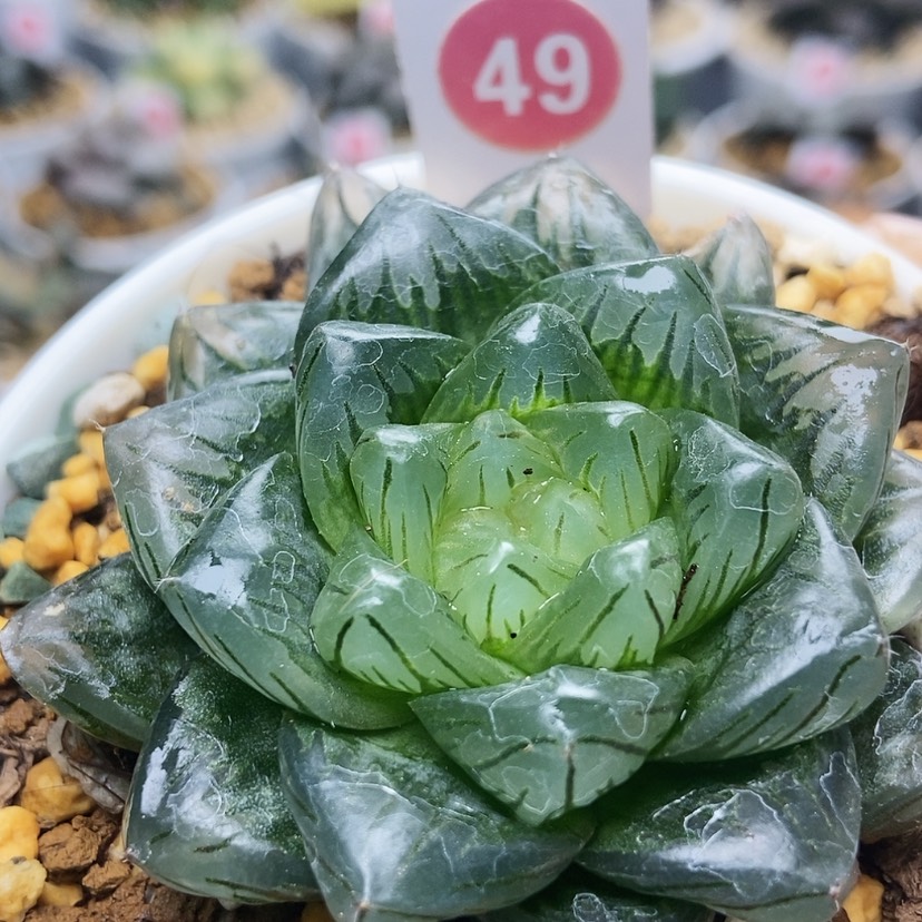 【闪购商品】49龙鳞