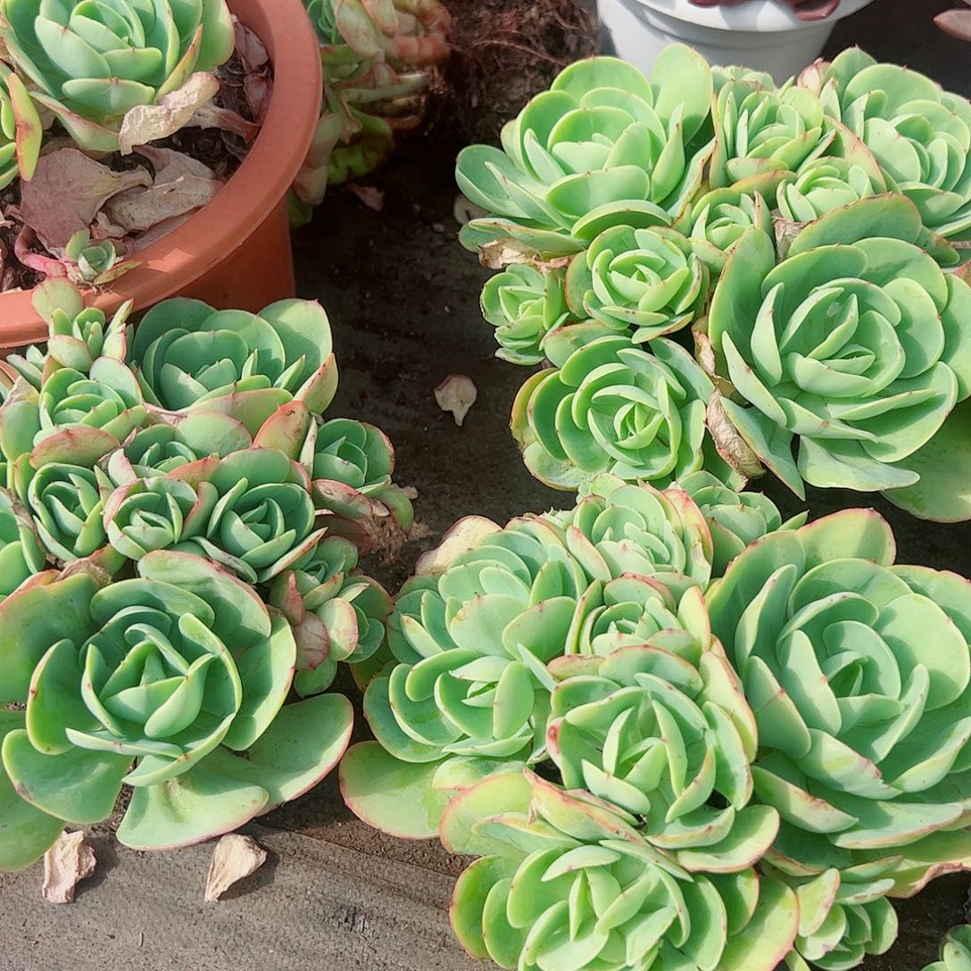 鸡蛋碧桃多头群生老桩特价