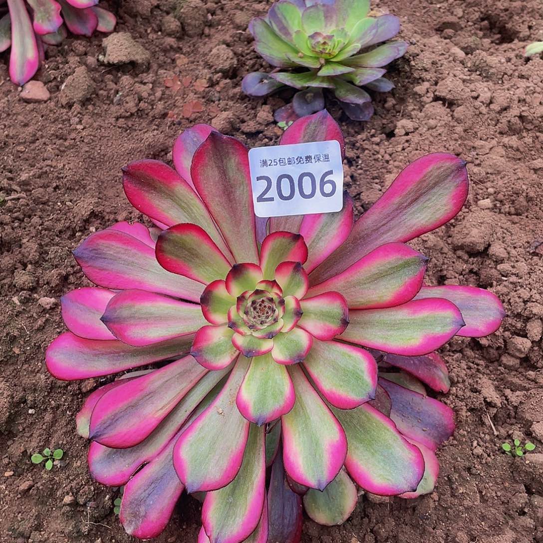 2006赤兔多肉植物