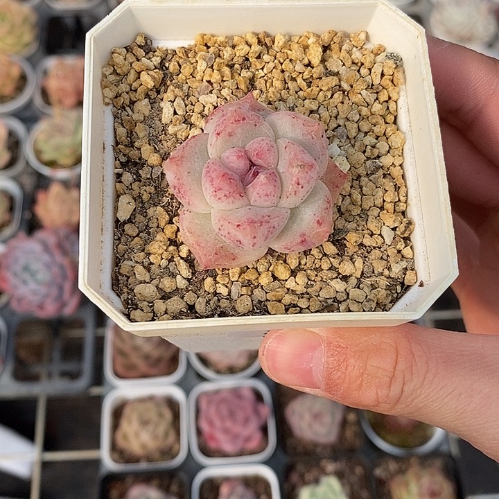 粉色的小可爱250