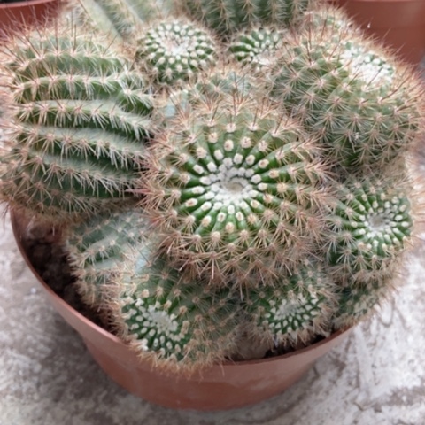 南国玉仙人球18米仙人球