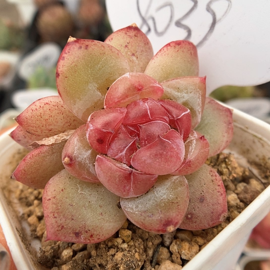 宝石心珍妮双头可拍8039号