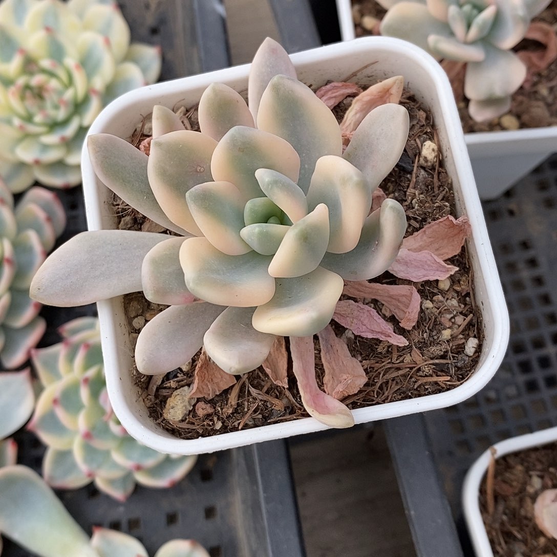 冬美人锦多肉植物老桩