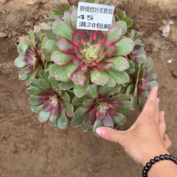 45二号棚莲花座C多肉C