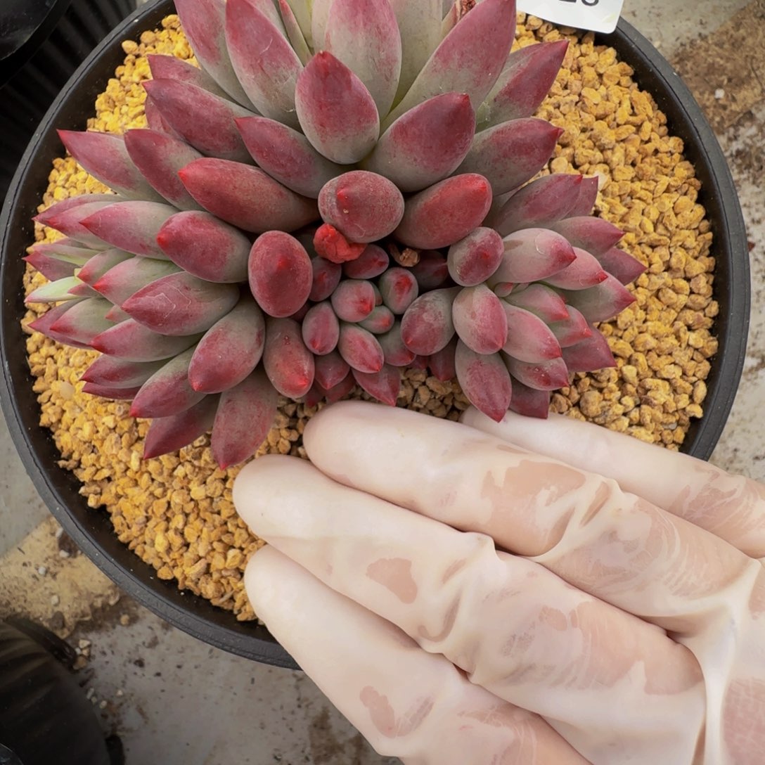 g g g g g g g g 123