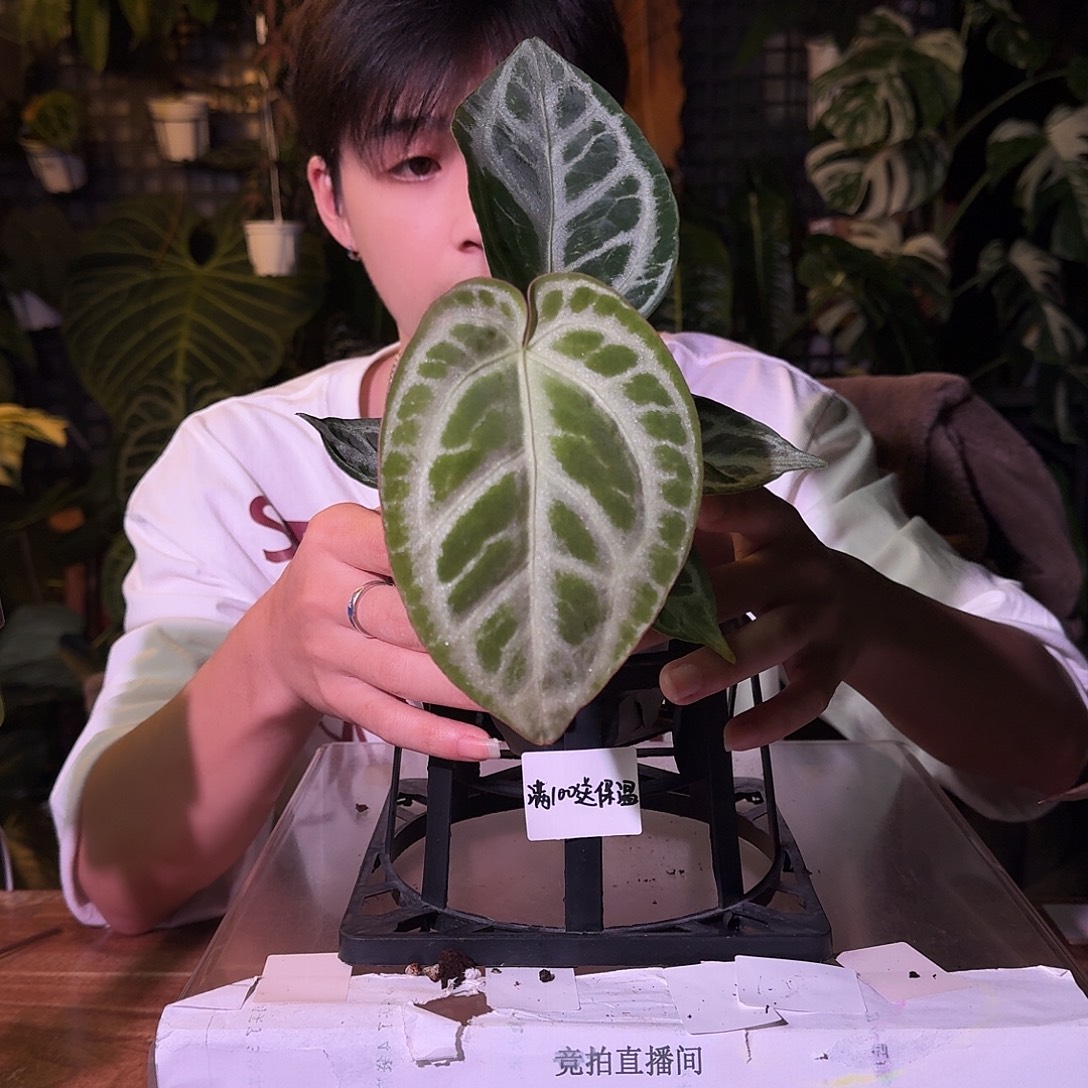 不开花植物G123银色面纱杂狂想曲