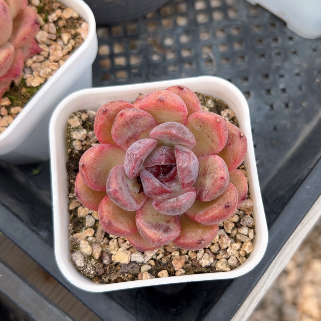 杨*⌯紫薇（满38包邮）多肉