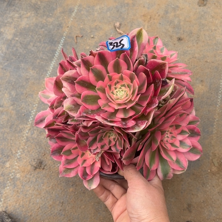 一物一拍多肉粉女巫325