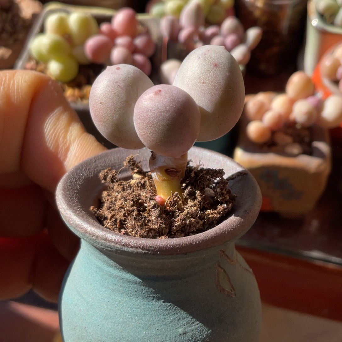 你可奶酪小精品一个