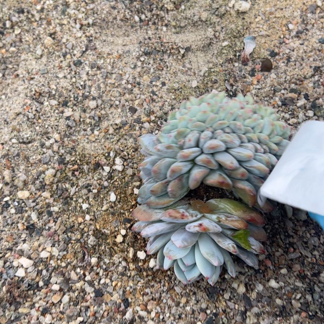 玛***卡202橙公积金姑姑哈哈（好